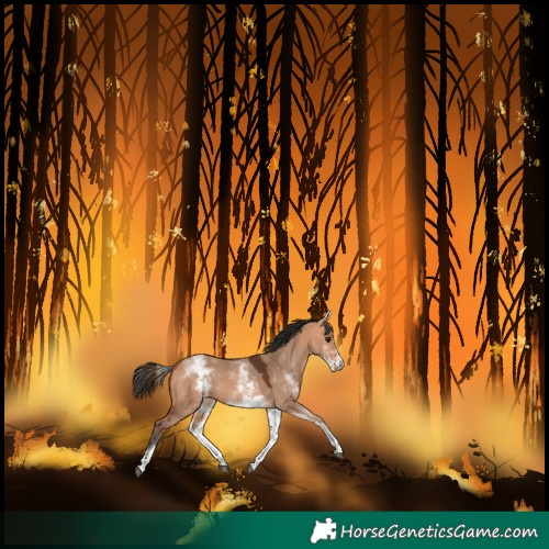 Horse Color:White Spotted Bay Dun 