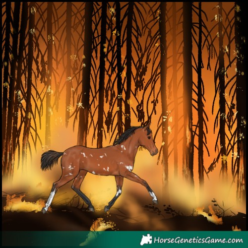 Horse Color:White Spotted Bay Tobiano 