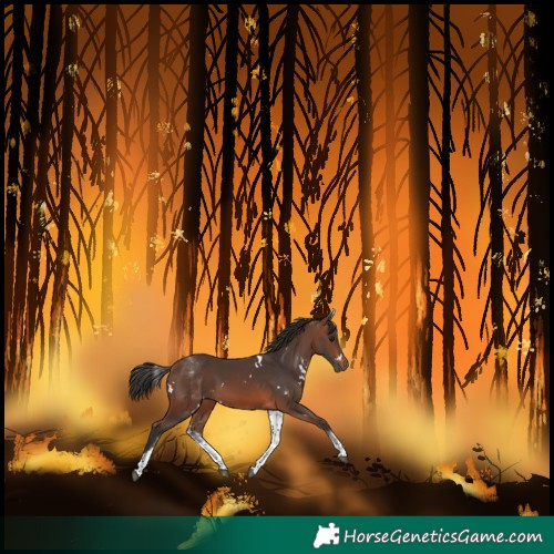 Horse Color:White Spotted Brown 