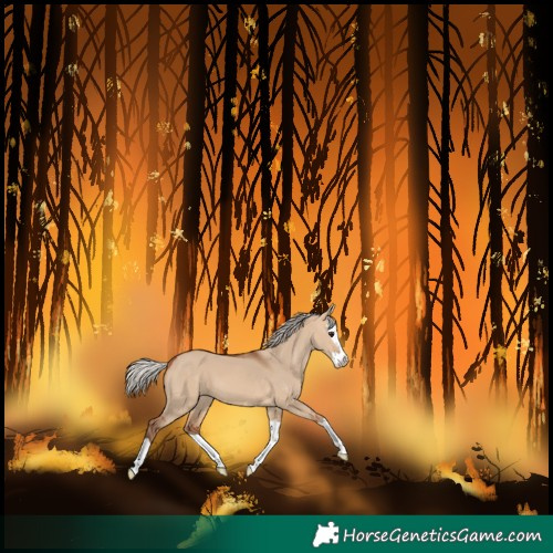 Horse Color:Silver Bay Dun Splash