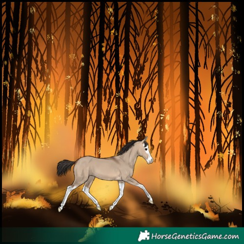 Horse Color:Bay Dun Splash 