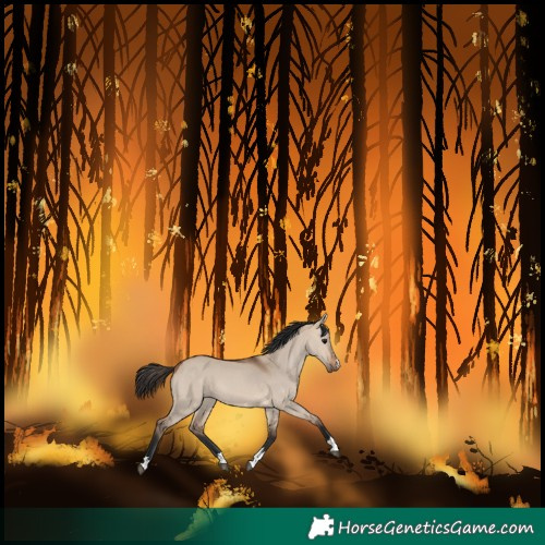 Horse Color:Bay Dun