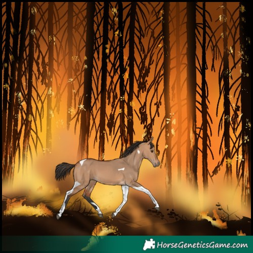 Horse Color:Bay Dun Tobiano
