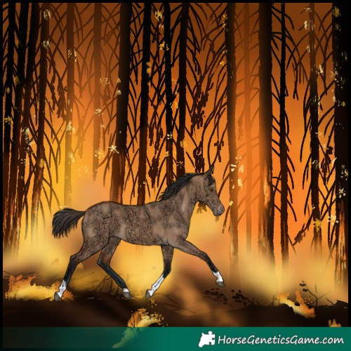 Horse Color:Bay Ice Dun Tobiano 