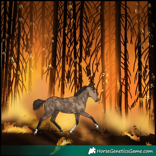 Horse Color:Bay Ice Dun Tobiano 