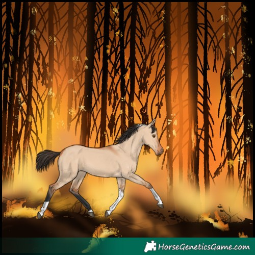 Horse Color:Bay Dun Tobiano 