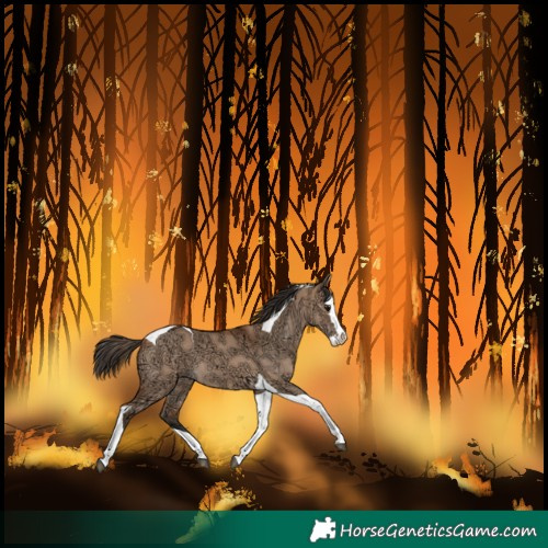 Horse Color:Bay Ice Dun Splash Tobiano