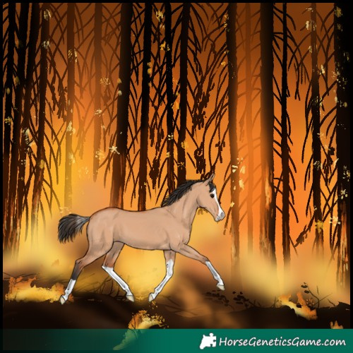 Horse Color:Bay Dun Splash