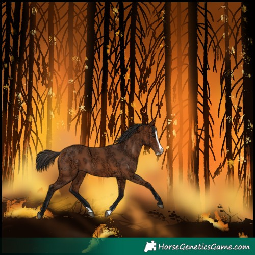 Horse Color:Bay Ice Splash