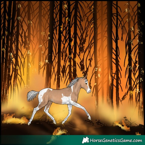 Horse Color:Silver Bay Dun Splash Tobiano