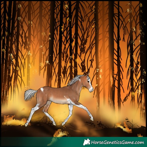 Horse Color:Silver Bay Splash Tobiano 