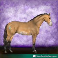 Horse Color:Buckskin  and Buckskin Frame 