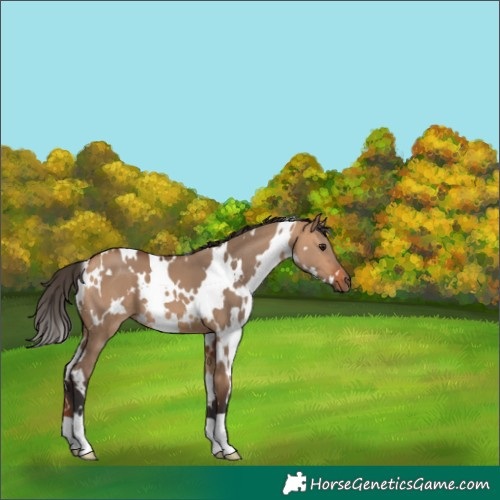 Horse Color:White Spotted Bay Dun