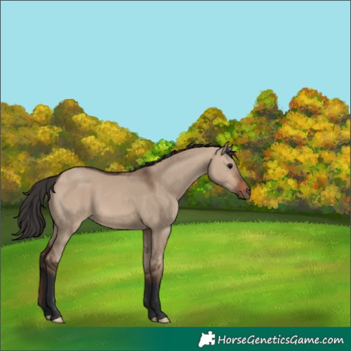 Horse Color:Brown Dun 