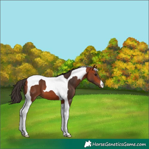 Horse Color:Bay Tobiano 