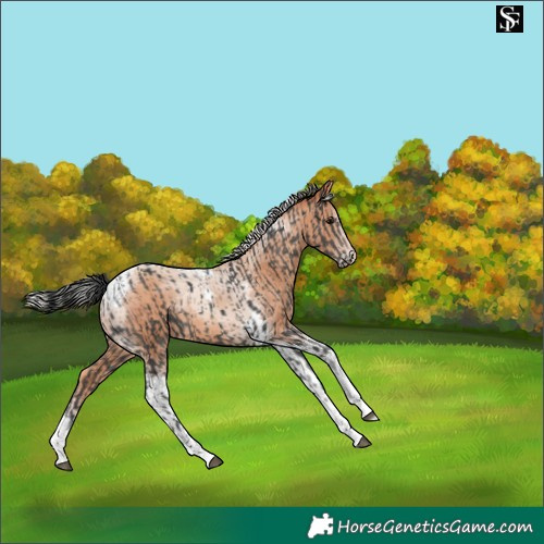 Horse Color:Black Tobiano Rabicano and Silver Sable Champagne Tobiano