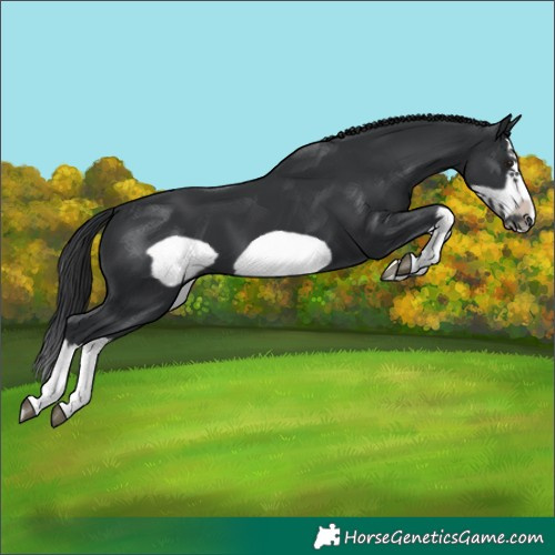 Horse Color:Black Splash Frame 