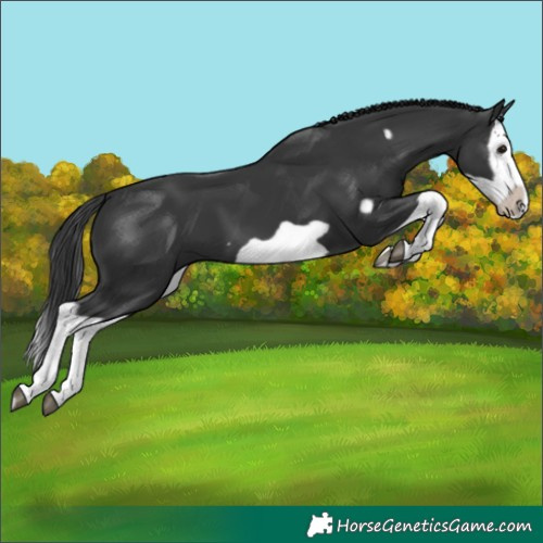 Horse Color:Black Splash Frame