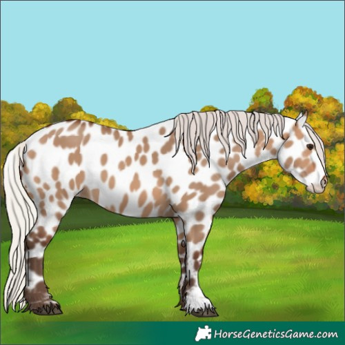 Horse Color:Silver Brown Dun Leopard