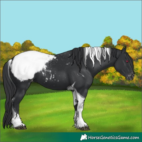 Horse Color:Black Tobiano Snowcap 