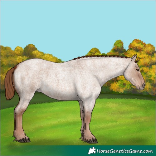 Horse Color:Red Dun Roan