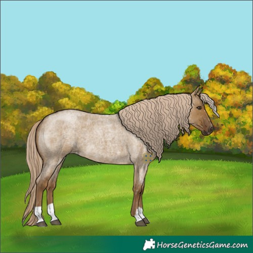 Horse Color:Chocolate Palomino Roan Dun 