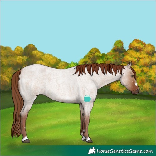 Horse Color:Red Dun Roan