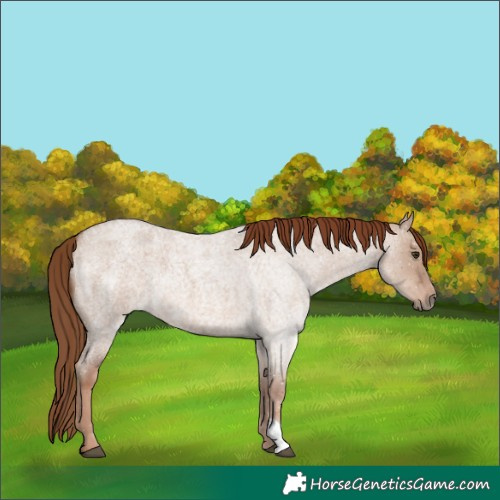 Horse Color:Red Dun Roan 