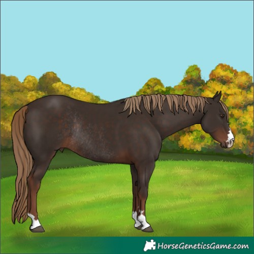 Horse Color:Liver Chestnut Rabicano 