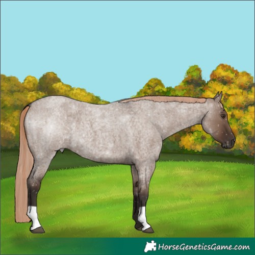 Horse Color:Liver Red Dun Roan