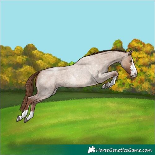 Horse Color:Red Dun Roan