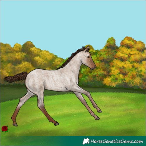 Horse Color:Gray Red Dun Roan