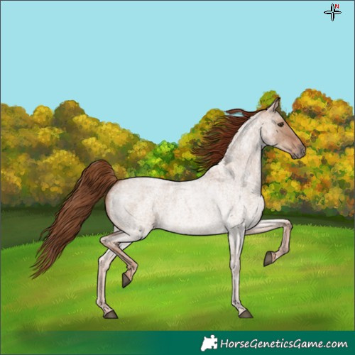 Horse Color:Red Dun Roan 