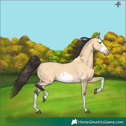 Horse Color:Buckskin Splash Frame and Buckskin Splash Frame Rabicano