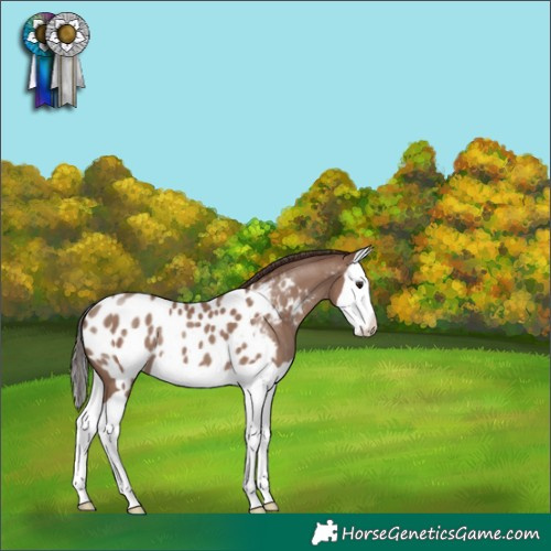 Horse Color:Classic Champagne Splash Near Leopard 