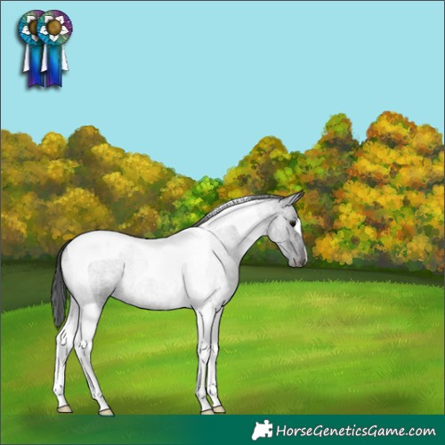Horse Color:Blue Roan Tobiano 