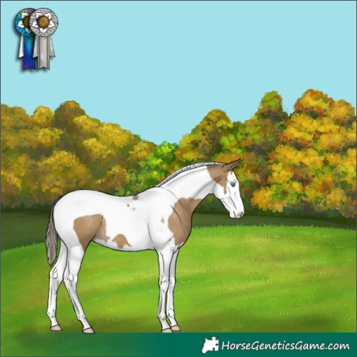 Horse Color:Classic Cream Champagne Splash Tobiano