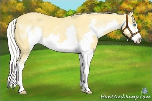 Horse Color:Silver Classic Cream Champagne Dun Splash Frame 