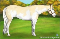 Horse Color:Silver Classic Cream Champagne Dun Splash Frame