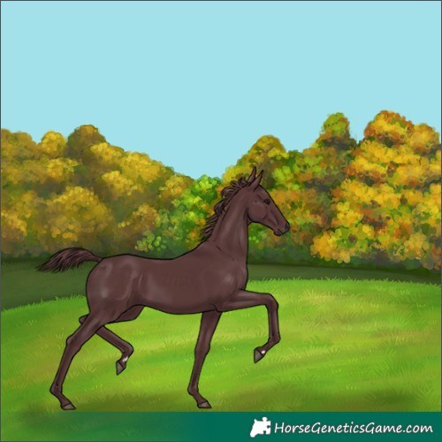 Horse Color:Chocolate Black Rabicano