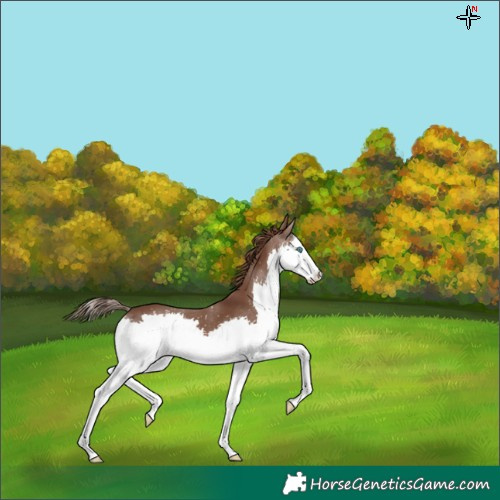 Horse Color:Liver Chestnut Splash