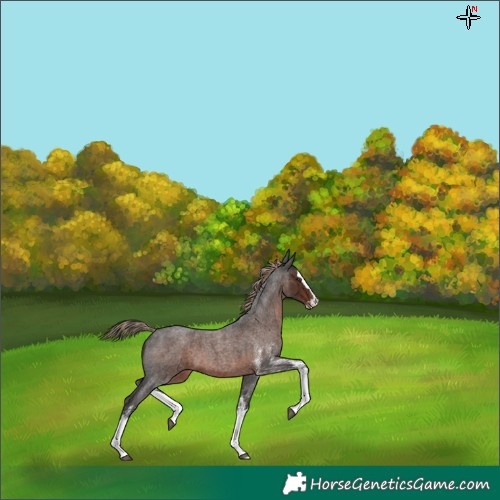 Horse Color:White Spotted Liver Red Roan Splash