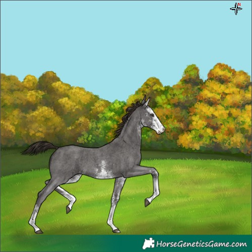 Horse Color:White Spotted Liver Chestnut