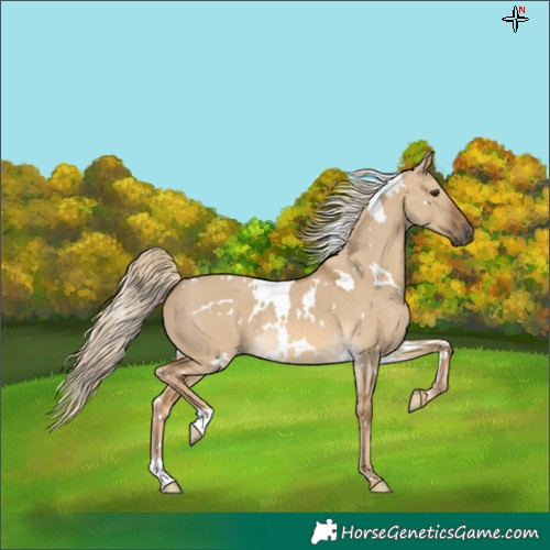 Horse Color:White Spotted Chocolate Palomino Dun 