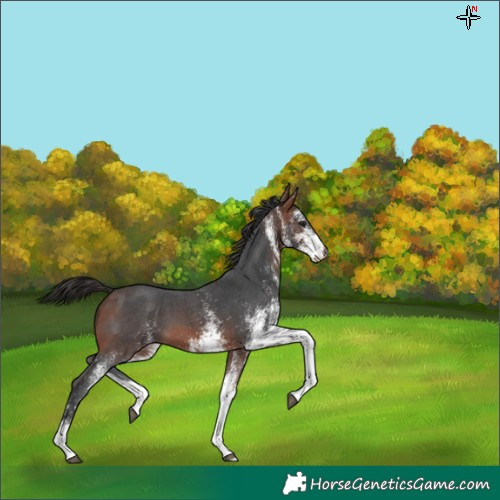 Horse Color:White Spotted Bay