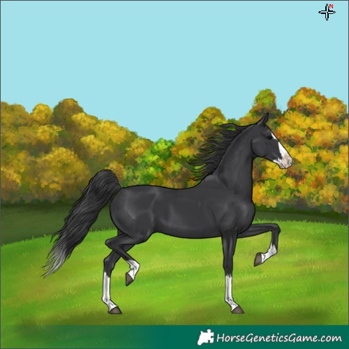 Horse Color:Black Splash 
