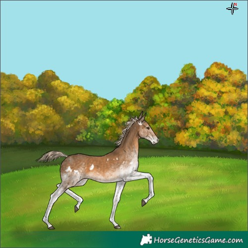 Horse Color:White Spotted Chocolate Palomino 