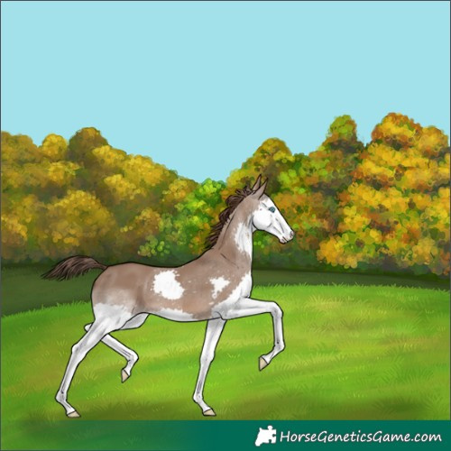 Horse Color:Liver Red Dun Splash 