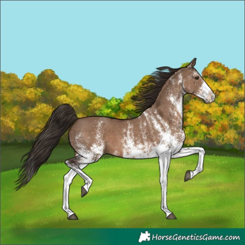 Horse Color:White Spotted Liver Red Dun Splash 