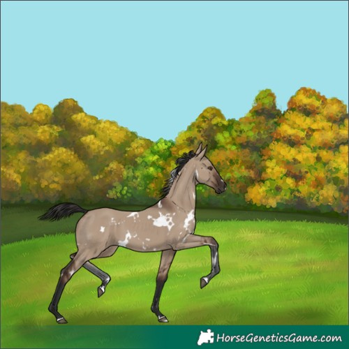 Horse Color:White Spotted Liver Red Dun